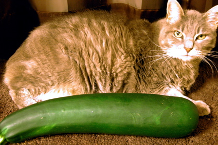 Cat beside Zucchini